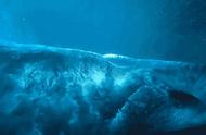 为什么深海动物体型大（为什么深海中的一些生物会长到巨大的尺寸）