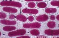 质壁分离复原的洋葱表皮细胞图（植物细胞质壁分离与复原）