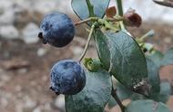 家庭适合种植蓝莓树（别慌）