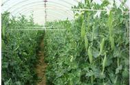 甜豌豆种植技术与管理方法（甜豌豆种植的栽培技术）