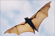 世界上最可怕最大的蝙蝠（世界上最大的蝙蝠(可怕)）