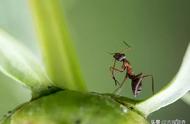 吃蚂蚁有什么好处与坏处（这种最常见的小蚂蚁）