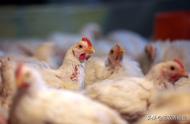 鸡用抗生素副作用有哪些（记得收藏）