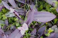 紫鸭跖草怎么养长得好（简单5个方面）