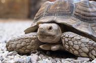 一般的普通龟类一般能活多少年（乌龟寿命最长能活到多少岁）