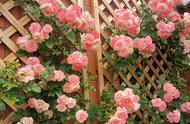四季爬藤蔷薇哪种最好种活（长势超快的花墙植物）