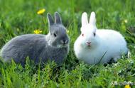 兔子不吃窝边草打一成语（下一句是什么）