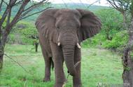 大象的耳朵有什么特殊作用读后感50字（大象的耳朵除了听觉）
