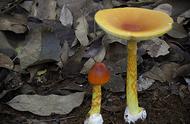 哪种蘑菇可以吃哪种蘑菇不能吃（可安全食用的蘑菇超2000种）
