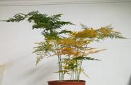 文竹盆栽养护方法（6步养护不怕黄叶）