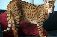 缅因猫最大60斤（盘点10种体型最大的家猫）