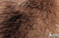 狐狸毛和貉子毛的区别图片（-）