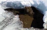冬眠动物有哪些动物熊（正在冬眠的熊会被食肉动物拖出去当成食物吗）