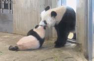 大熊猫是不是熊猫科动物（我国其实有两种大熊猫）