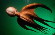 世界上最大的章鱼是什么品种（最大的章鱼有多大）