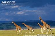 世界上的长颈鹿都有哪些种类（其实有四种长颈鹿）