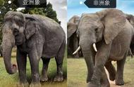 一头大象有多重多少吨（最大的大象有多大）