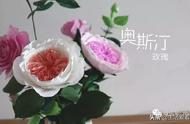 皱纹纸制作玫瑰花教程（每一款都有教程）