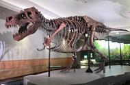 恐龙时代的哺乳动物（哺乳动物几千万年就出现了）