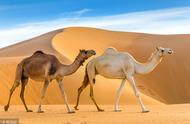 骆驼为什么被人称为沙漠之舟（骆驼为什么被称之为“沙漠之舟”）