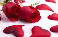 各种玫瑰花语代表什么（不同的颜色的玫瑰有不同的含义）