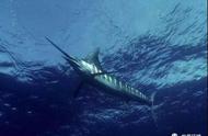 为什么深海动物游上来了（在深海觅食的金枪鱼和剑鱼为何屡次三番浮出海面）