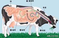 牛有几个胃会反刍吗（容易发生哪些疾病）
