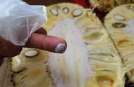 菠萝蜜的粘液粘到手上如何洗掉（这三种方法一个比一个方便实用）