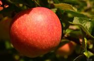 纯吃苹果可以减肥吗（能减肥吗）