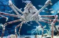 螃蟹有6只脚的吗（蟹爪长达4米寿命达100年）
