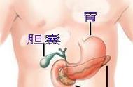 胰腺在身体哪个部位图解（普外重症~胰腺炎疾病）