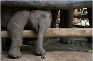 大象的耳朵为什么会变长（只为娱乐游客变成赚钱工具）
