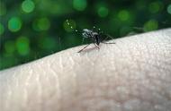蚊子叮咬快速止痒方式（这六个方法能缓解蚊子咬的痛苦）