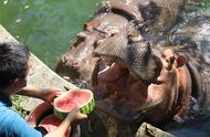 饲养员是如何给河马投喂西瓜的（重庆动物园花式妙招助动物清凉度夏）