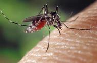 蚊子为什么要让人吸血（科学家弄清蚊子如此喜欢吸血的原因）