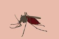 什么血型招蚊子最快（为什么蚊子总咬你）