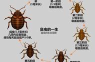 蜜蚁很常见吗（中国常见动植物(动物篇八)）