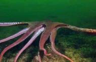世界上最大的深海鱿鱼（世界上最大的鱿鱼）
