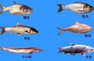决定鱼生长速度的条件（鱼类的生长规律和影响鱼类生长的因素）