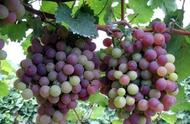 秋天吃葡萄的好处有哪些（营养师说）