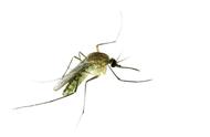 蚊子为什么要吸血到把自己撑死呢（关于蚊子的那些事）