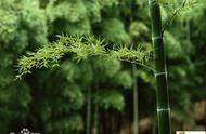 全球最高的竹子长什么样（世界上最高的竹子-龙竹）