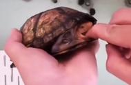 养乌龟怎么养是最好的方法（使用的水最好在太阳下晒过）