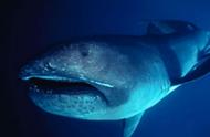 卷齿鲨的牙齿长得什么样（地球历史上的八大鲨鱼巨兽）