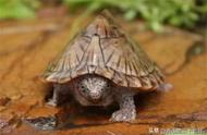 世界上最厉害的龟是什么龟（剃刀龟和巴西龟领衔）