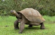 世界上10种最大的乌龟（加拉帕戈斯象龟居榜首）