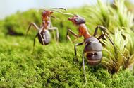 蚂蚁是怎么沟通的（蚂蚁被带离蚁巢后）