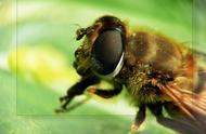蜜蜂授粉增产的效果（蜜蜂授粉的功效和作用）