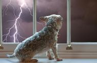 狗怕下雨打雷怎么办（有办法可以解决吗）