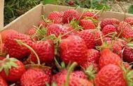 草莓适合在什么季节种（草莓几月份种植最好）
